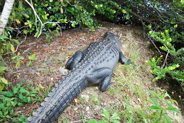 Alligator in Everglades National Park, Florida