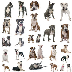 american staffordshire terriers