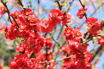 赤い満開の紅梅の花