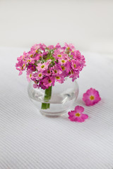 Cute Little Pink Flower In Vase