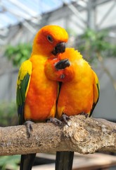つがいのインコ