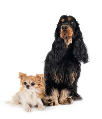 cocker spaniel and chihuahua