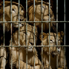 Lions en cage
