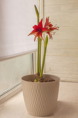 Blooming dark cherry hippeastrum (amaryllis) Bogota in a pot on the window
