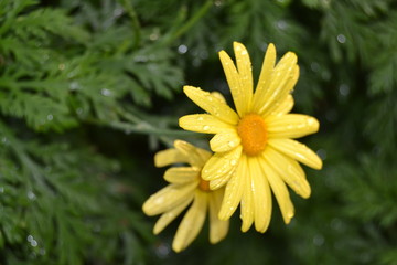 beautiful wet yellow flower after rain