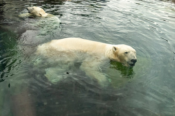 Large polar bear enjoying a swim at the zoo
