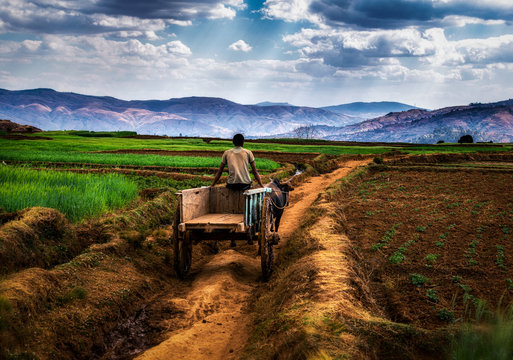 Carreta de bueyes en madagascar