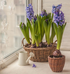 Blue hyacinths in a basket and white decorative watering can on a winter window