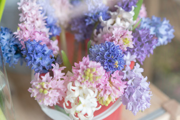 Obraz premium beautiful bunch of colorful lilac and blue hyacinths in her hands. Present for a smiles girl. Flowers bouquet.
