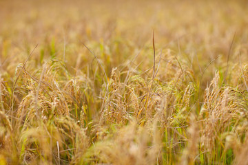 Rice plantation. Paddy field.