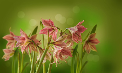 Flower Hippeastrum (amaryllis) Butterfly Group 