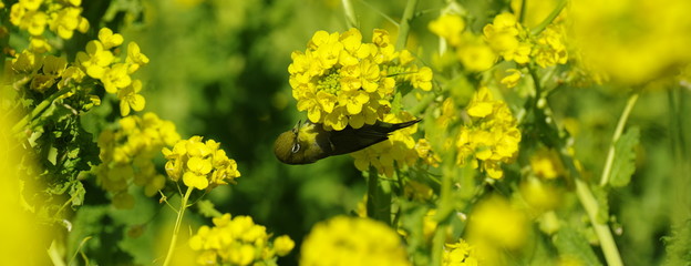 菜の花にとまる野鳥