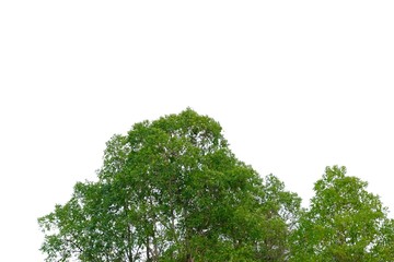 Fototapeta premium Tropical tree leaves with branches on white isolated background for green foliage backdrop and copy space 