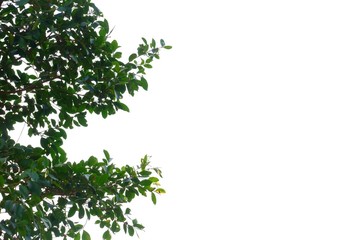 Tropical tree leaves with branches on white isolated background for green foliage backdrop 