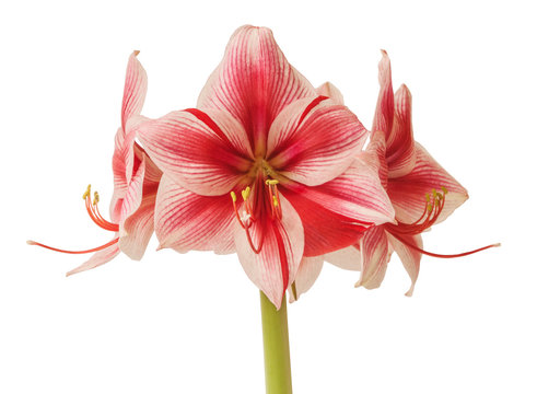 Amaryllis (Hippeastrum)   Galaxy Group "Gervase" on a white background isolated.