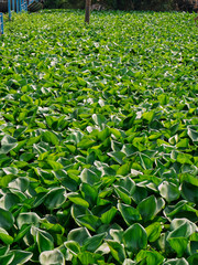 Water hyacinth in the rivers of Thailand.