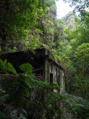 Old run-down overgrown ruin of maintenance house at mysterious Laurel forest, lush subtropical rainforest at hiking trail Los Tilos, La Palma, Canary Islands, Spain