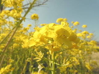 菜の花