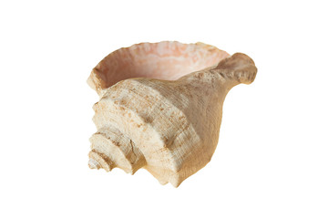 Spiral empty aged seashell isolated on white background without shadow