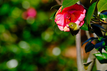 white eye on christmas camelia flower