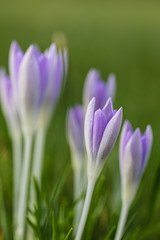 Fototapeta premium Frühling