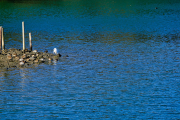 egret and ducks in water