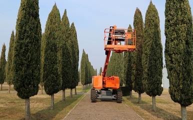 An aerial work platform used for maintenance of greenery on a footpath lined with cypresses © luca piccini basile