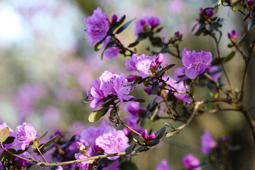 Frühling