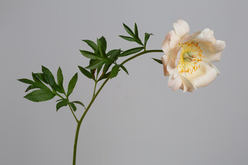 Tender peony flower isolated on gray background.