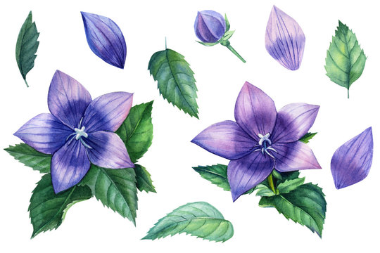 Watercolor set of wild flowers, hand drawn illustration. bluebell flower, Campanula on an isolated white background, spring flowers, botanical clipart © Hanna