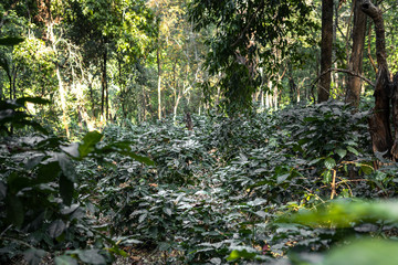 Coffee plantation under the big tree in Asia