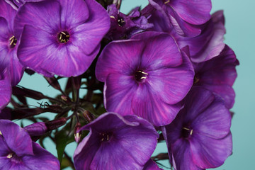 Floral wallpaper, inflorescence of purple phlox on a turquoise background, macro.