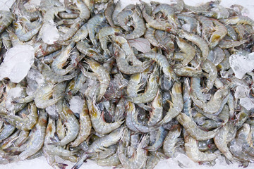 Shrimp background