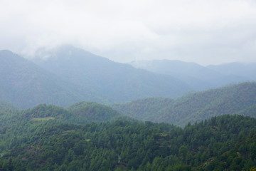 Naklejka premium Paphos Forest (Cyprus)