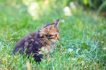 Naklejka na ściany i meble Cute kitten walking on the grass in the summer garden