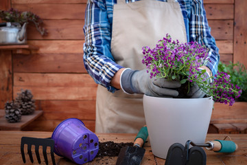 Close up of a senior people with apron and gloves while gardening and planting new violet flowers. Wooden rustic background and table