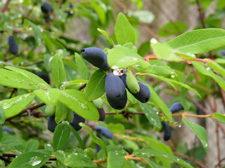 Ripe berries of honeysuckle on a branch close-up on a background of green leaves. Dew drops on honeysuckle leaves.