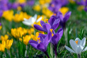 Fotobehang Field of flowering crocus vernus plants, group of bright colorful early spring flowers in bloom © Iva