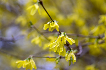 Forsythia intermedia yellow flowering plant, ornamental flowers in bloom, beautiful springtime shrub full of flowers
