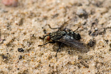 Diptera Meat Fly Insect On Ground