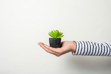 woman s hand holds a indoor flower on a white background