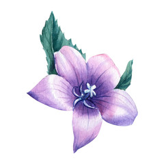 Bluebell flower, Campanula on an isolated white background, watercolor flowers, botanical illustration, hand drawn painting