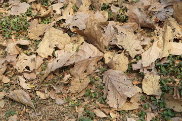 Autumn leaves on the ground.Nature Background.