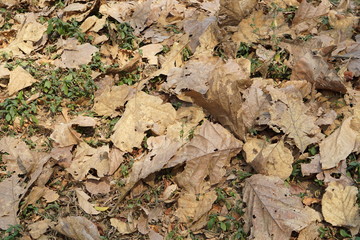 Teak  Dry leaves on the ground,Background