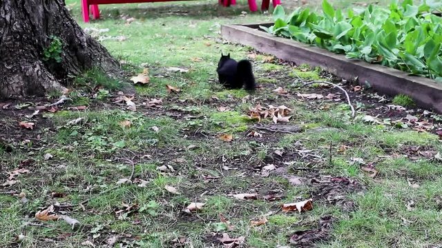 Black squirrel eating a peanut and scampering away.  Stationed camera.