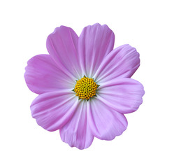 Single cosmos flowers with colorful bright pink bipinnatus color petal and yellow pollen blooming top view isolated on white background , clipping path