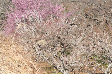 The plum blossoms are in full bloom now