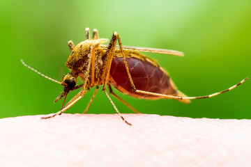 Zika Infected Mosquito Bite on Green Background. Leishmaniasis, Encephalitis, Yellow Fever, Dengue, Malaria Disease, Mayaro or Zika Virus Infectious Culex Mosquito Parasite Insect Macro.