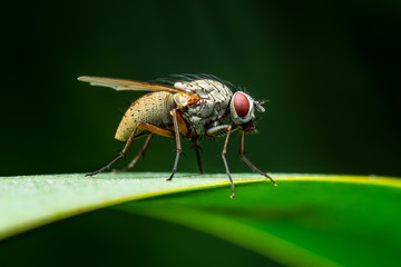 Exotic Drosophila Fly Diptera Parasite Insect Macro
