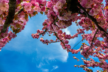sakura tree blossom